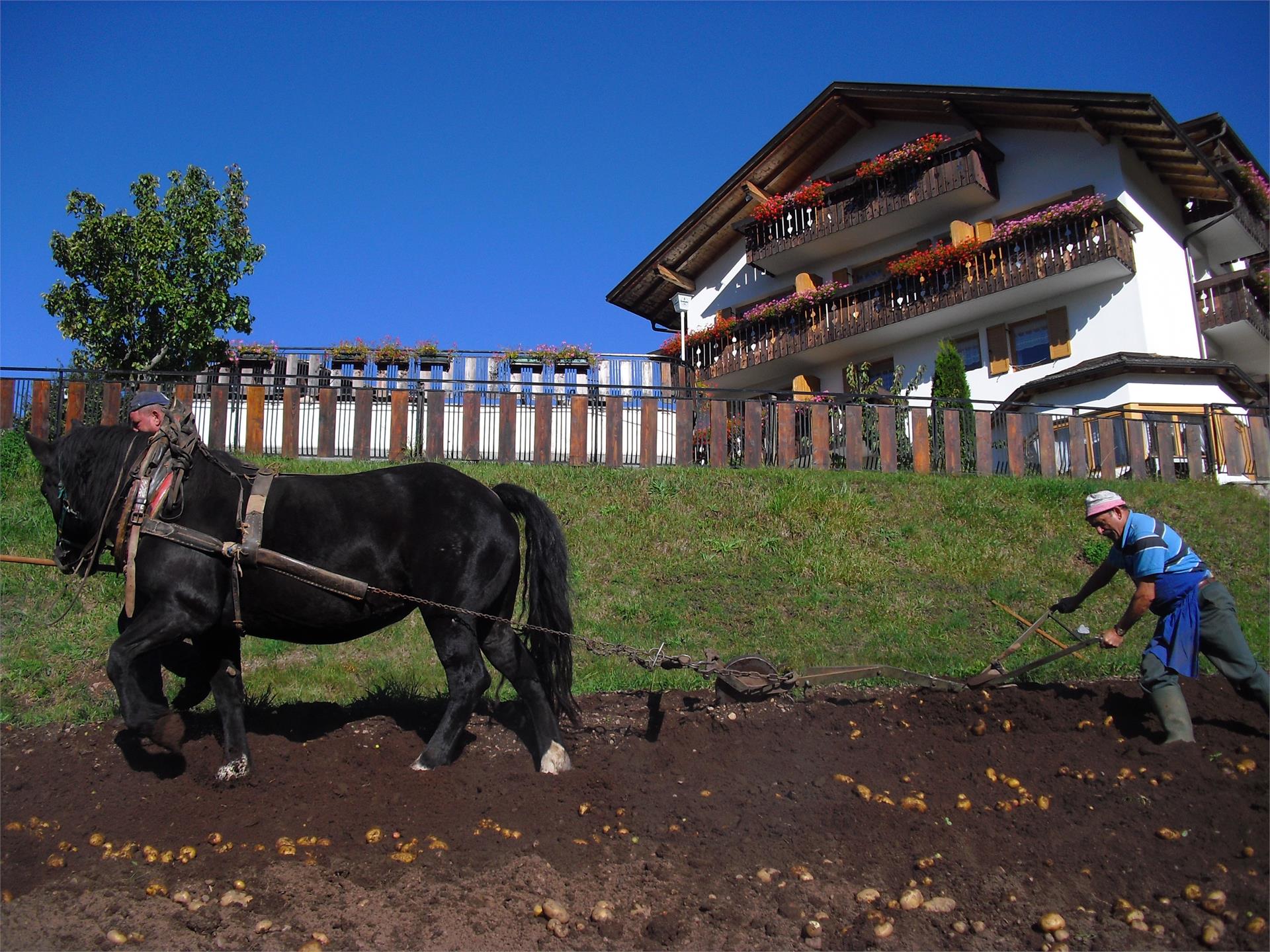 Hotel Langeshof Altrei 7 suedtirol.info