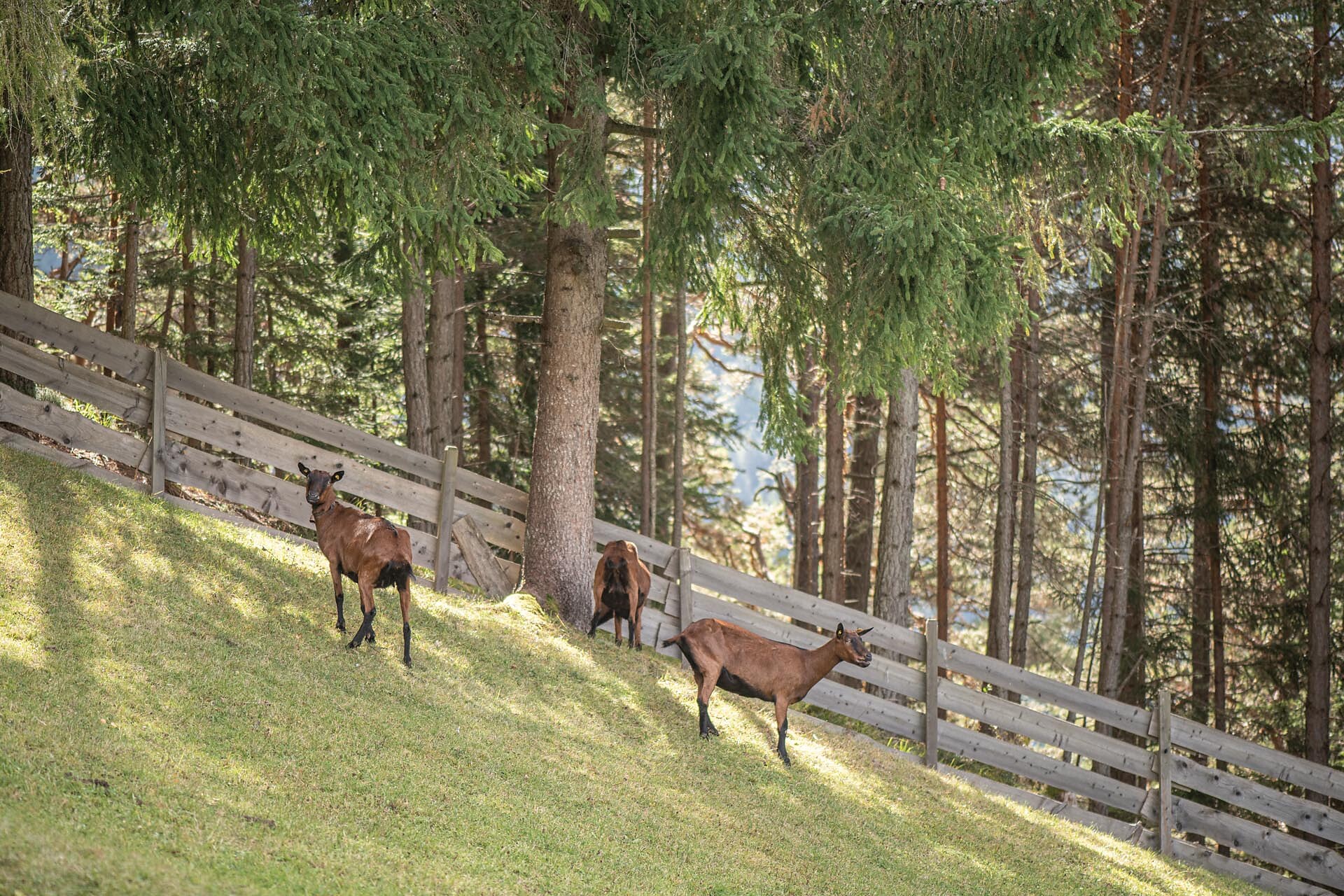 Hofer Alpl - Dolomites Region Seiser Alm - #17 - suedtirol.info