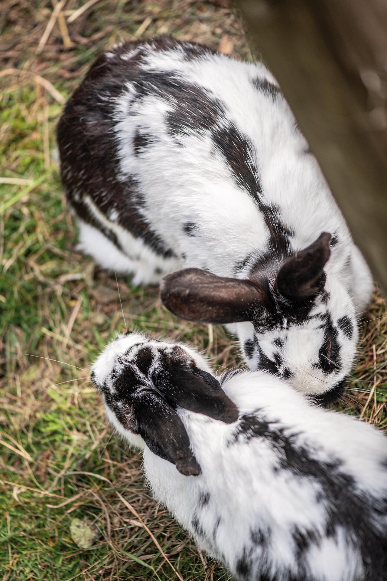 Hofer Alpl - Dolomites Region Seiser Alm - #13 - suedtirol.info