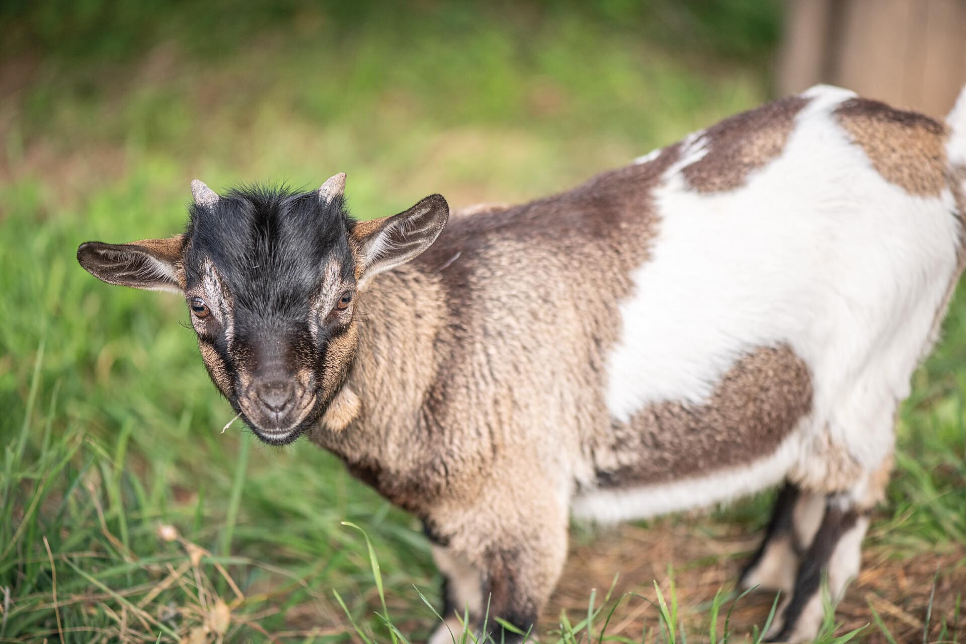 Hofer Alpl - Dolomites Region Seiser Alm - #12 - suedtirol.info