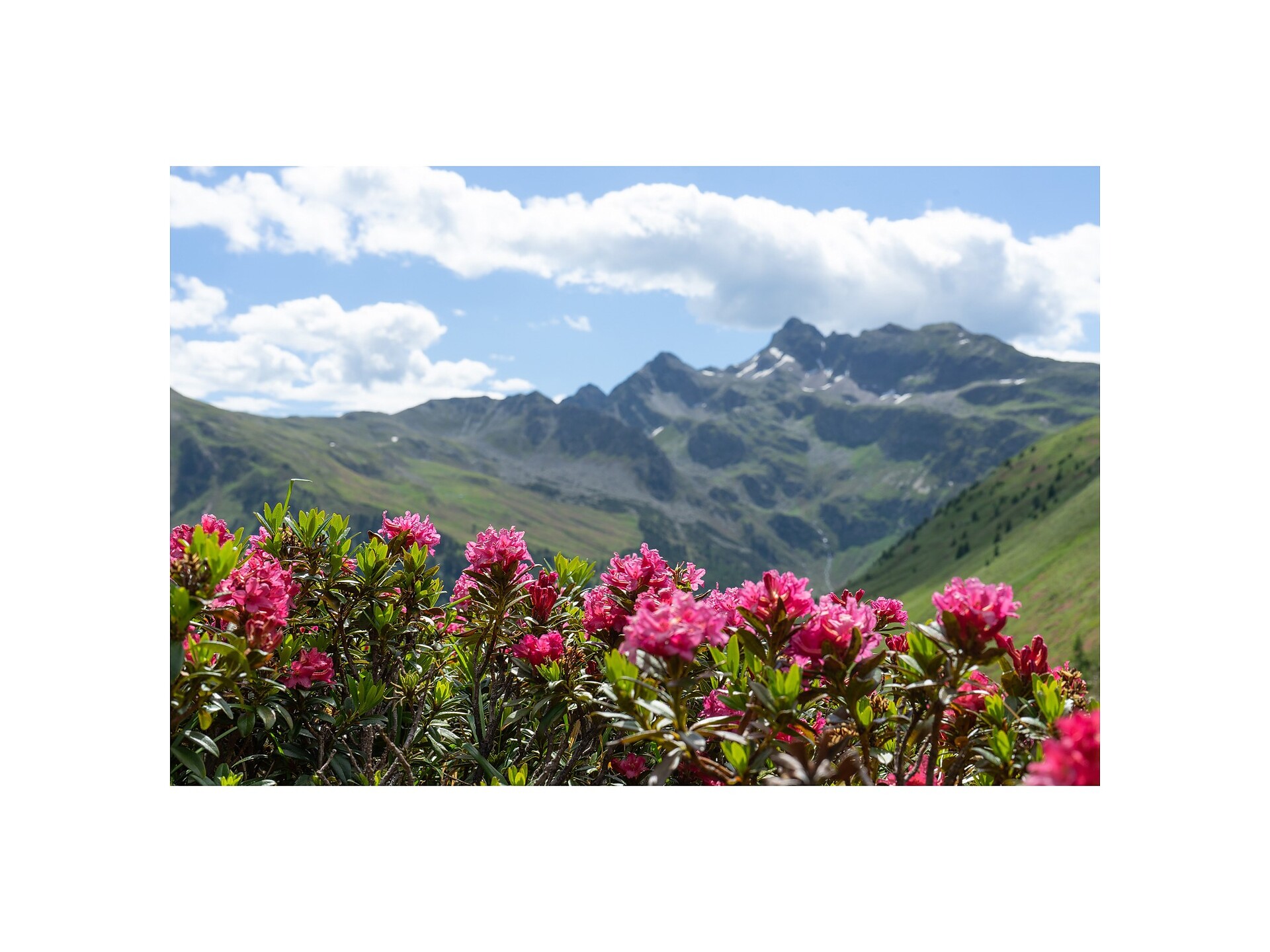 Alpenrosen