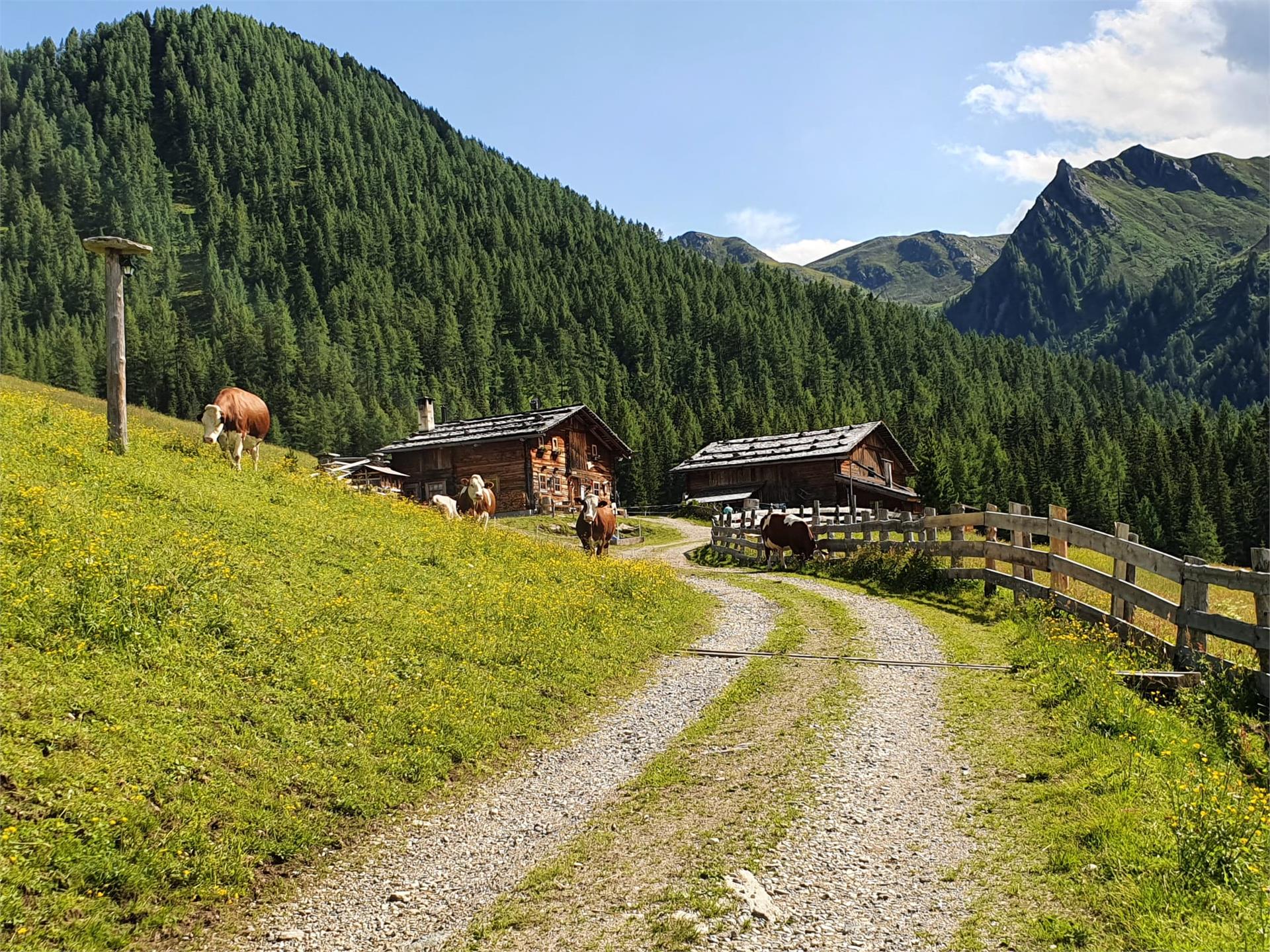 Innerhofer Alm Ahrntal 2 suedtirol.info