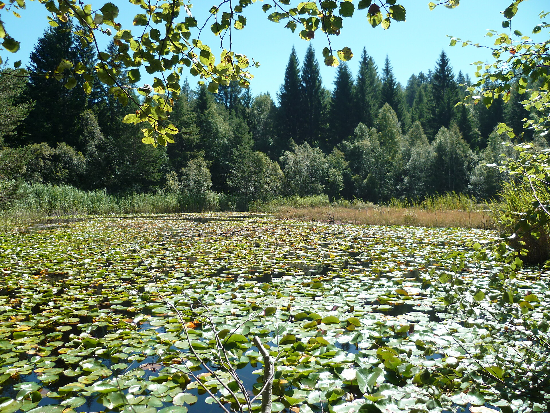 Biotope Langes Moos