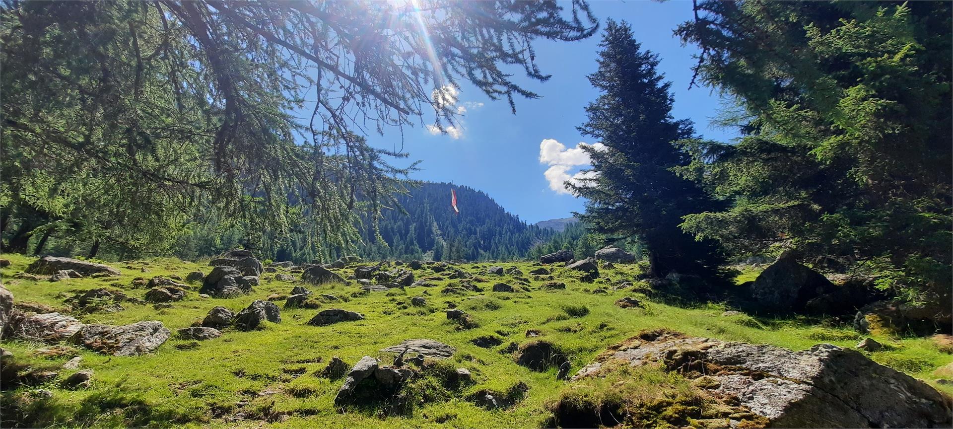 Malga Latschiniger Alm Kastelbell-Tschars/Castelbello-Ciardes 8 suedtirol.info