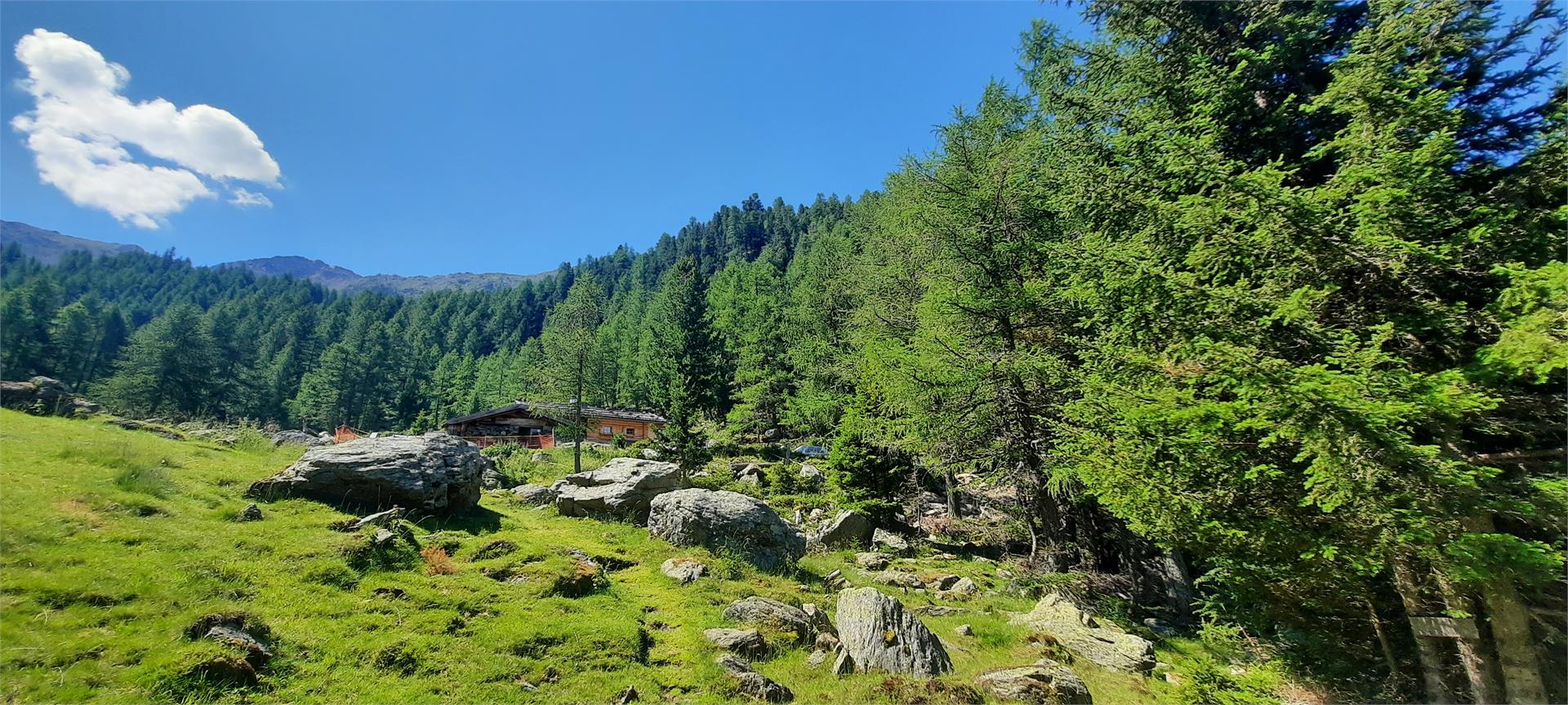 Malga Latschiniger Alm Kastelbell-Tschars/Castelbello-Ciardes 7 suedtirol.info