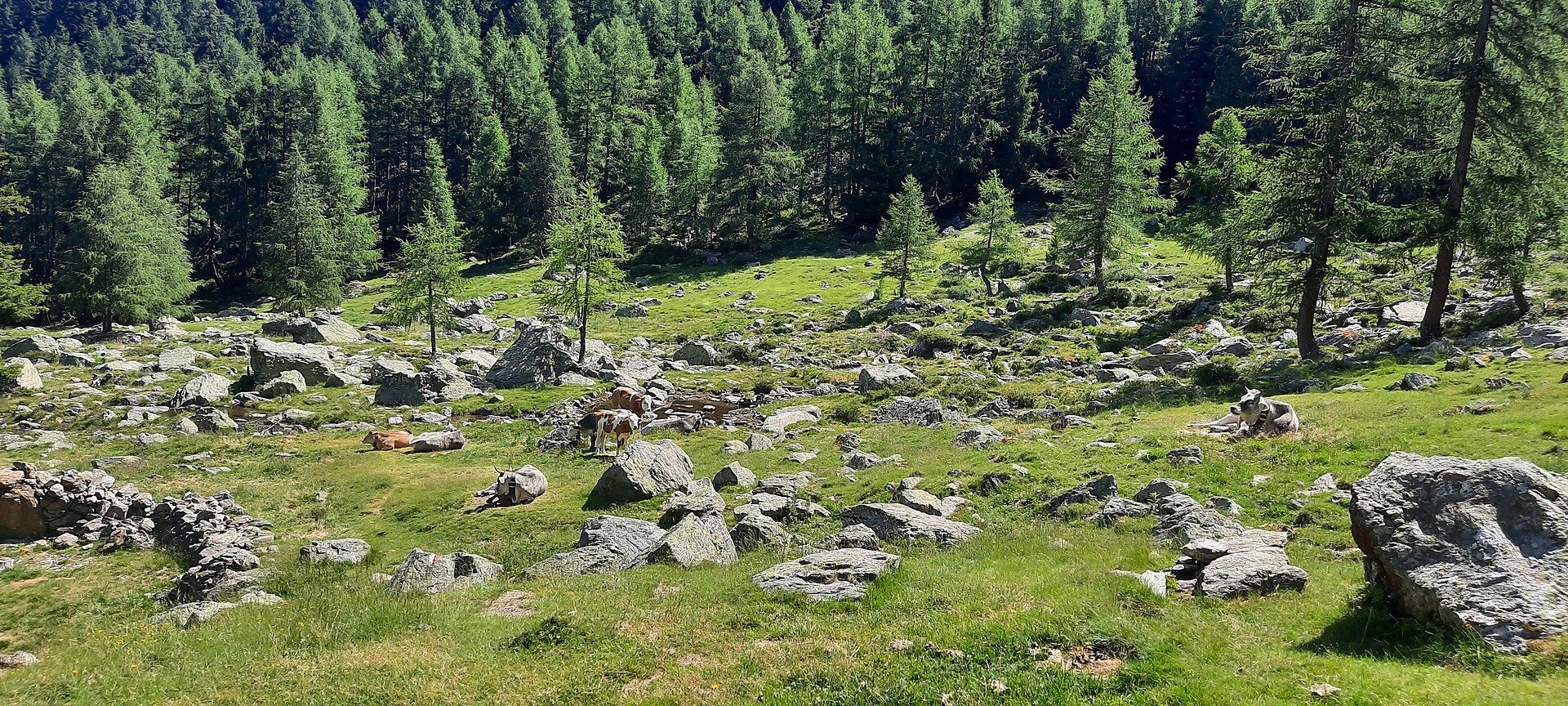 Latschiniger Alm