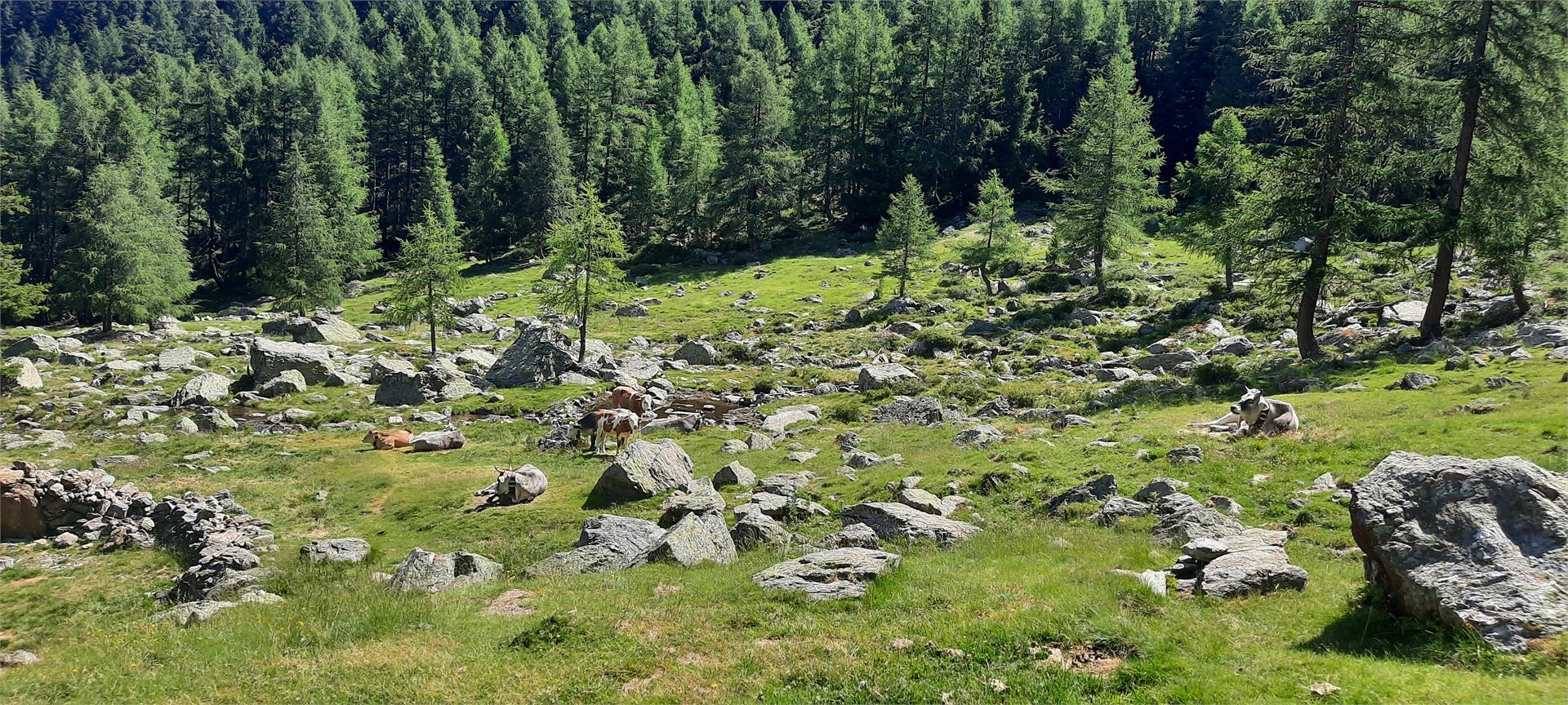 Malga Latschiniger Alm Kastelbell-Tschars/Castelbello-Ciardes 9 suedtirol.info