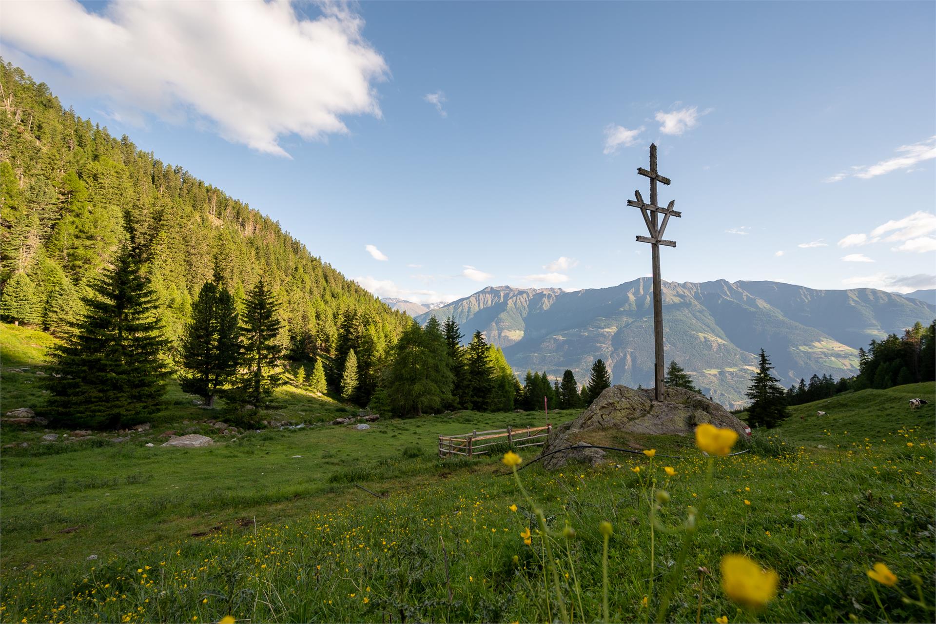 Malga di Laces Laces 2 suedtirol.info