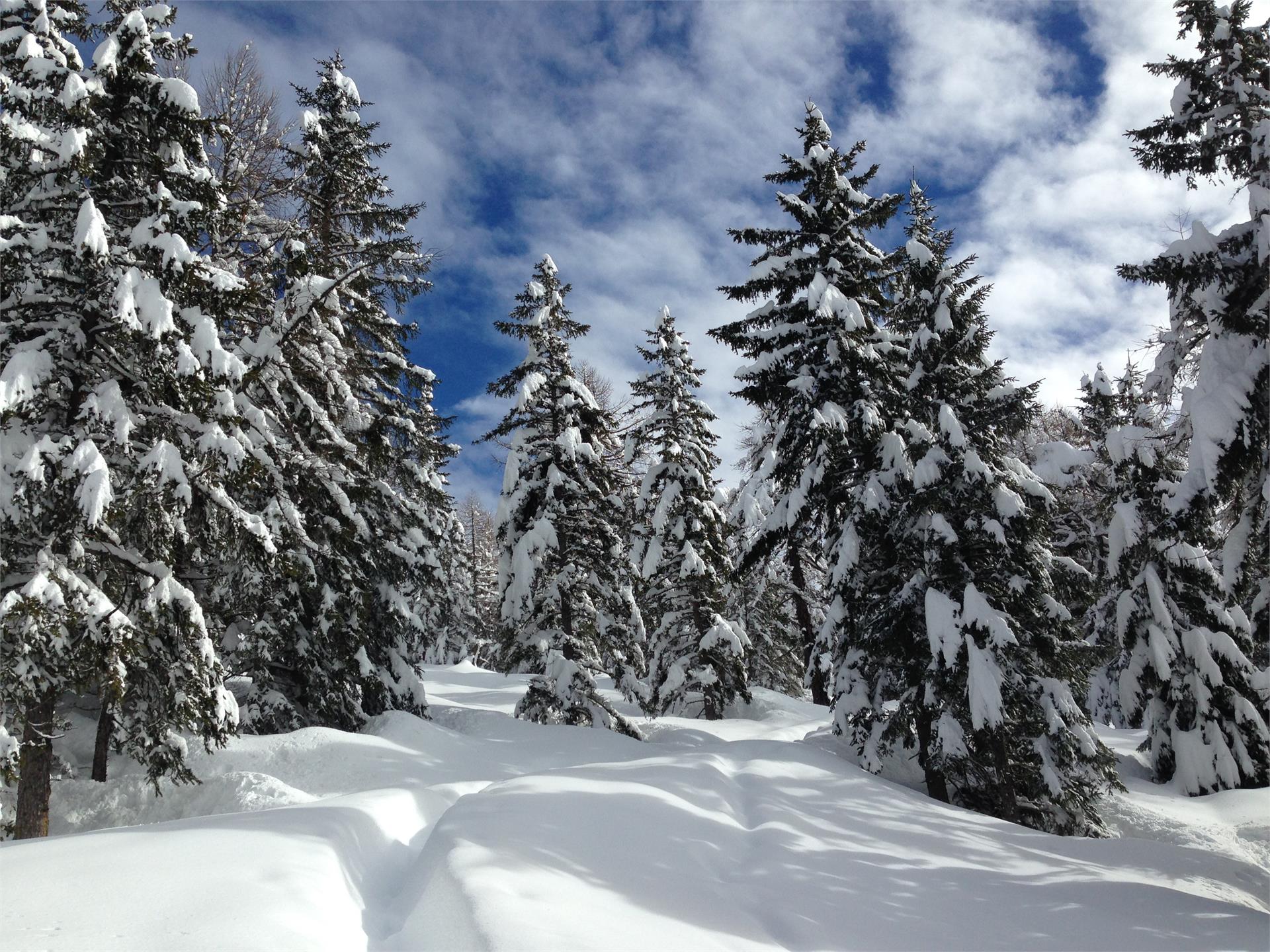 Laugenalm U.L.Frau i.W.-St. Felix/Senale-S.Felice 1 suedtirol.info