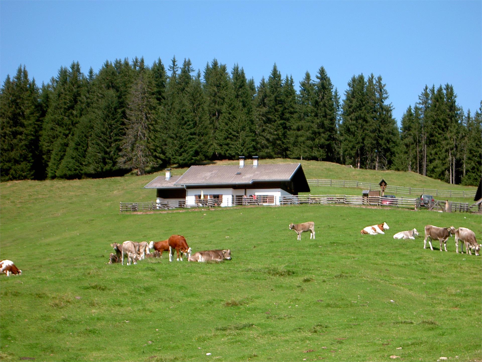 Lanzwiese Olang/Valdaora 1 suedtirol.info