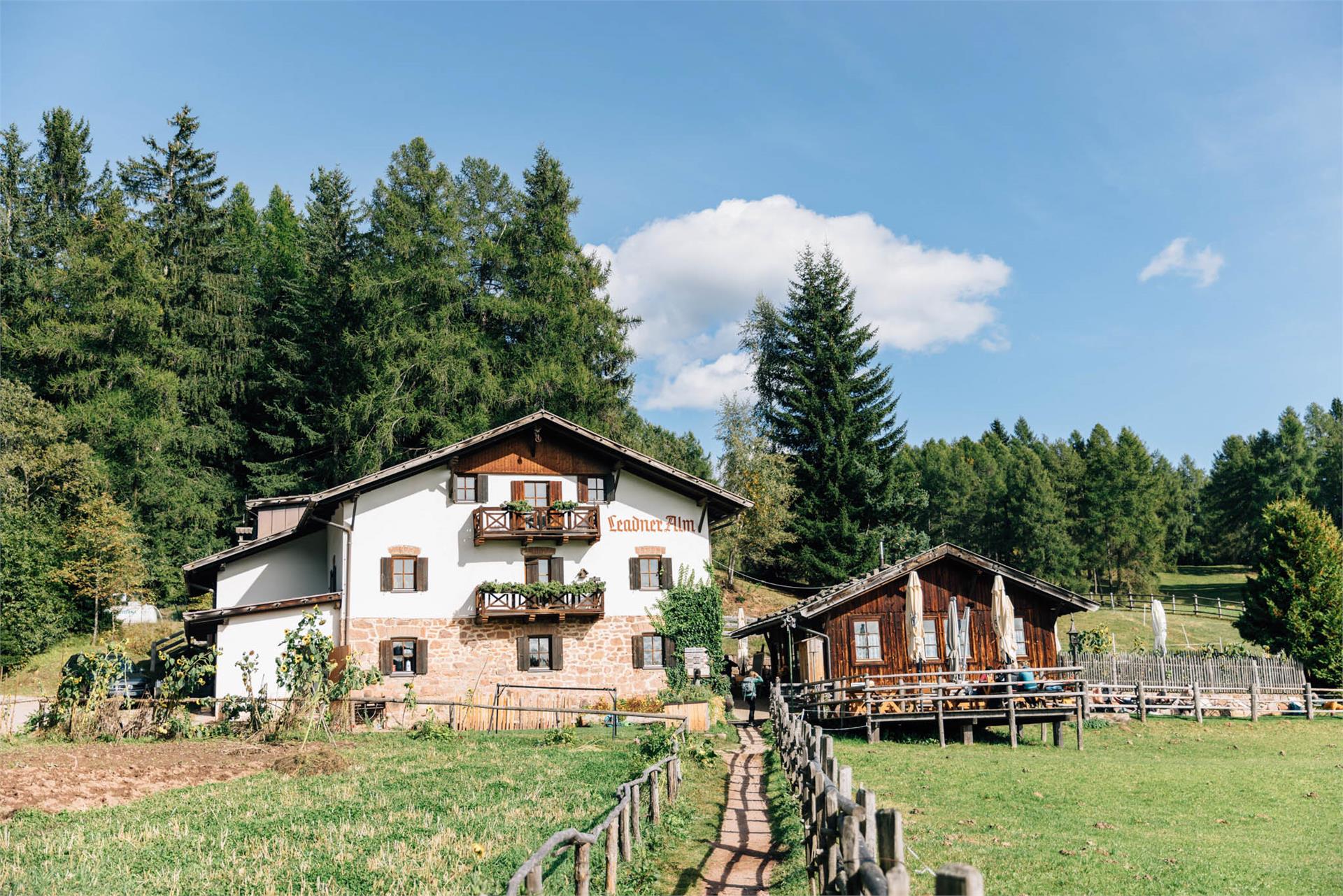 Leadner Alm Vöran 1 suedtirol.info