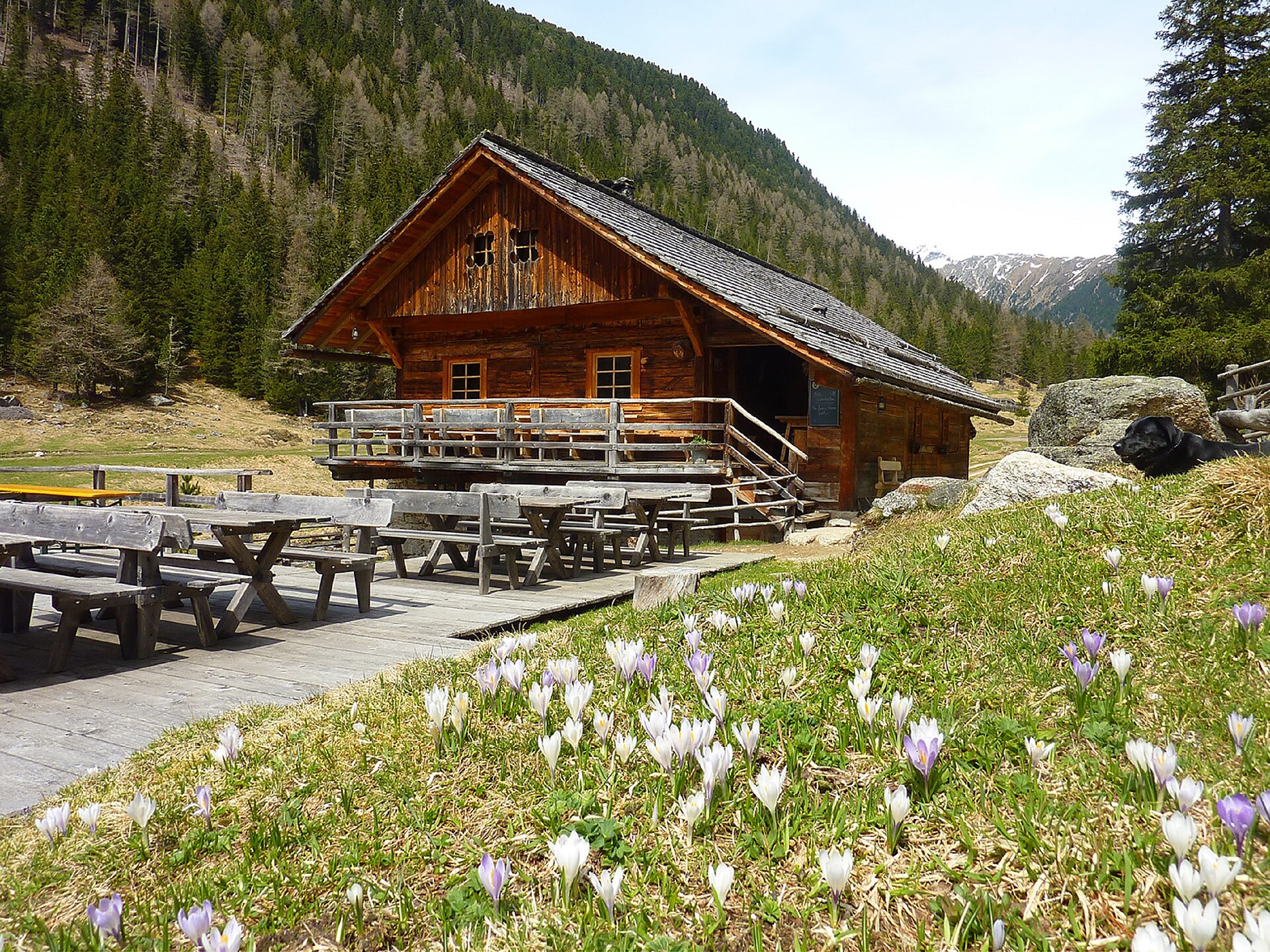 Lercher Alm