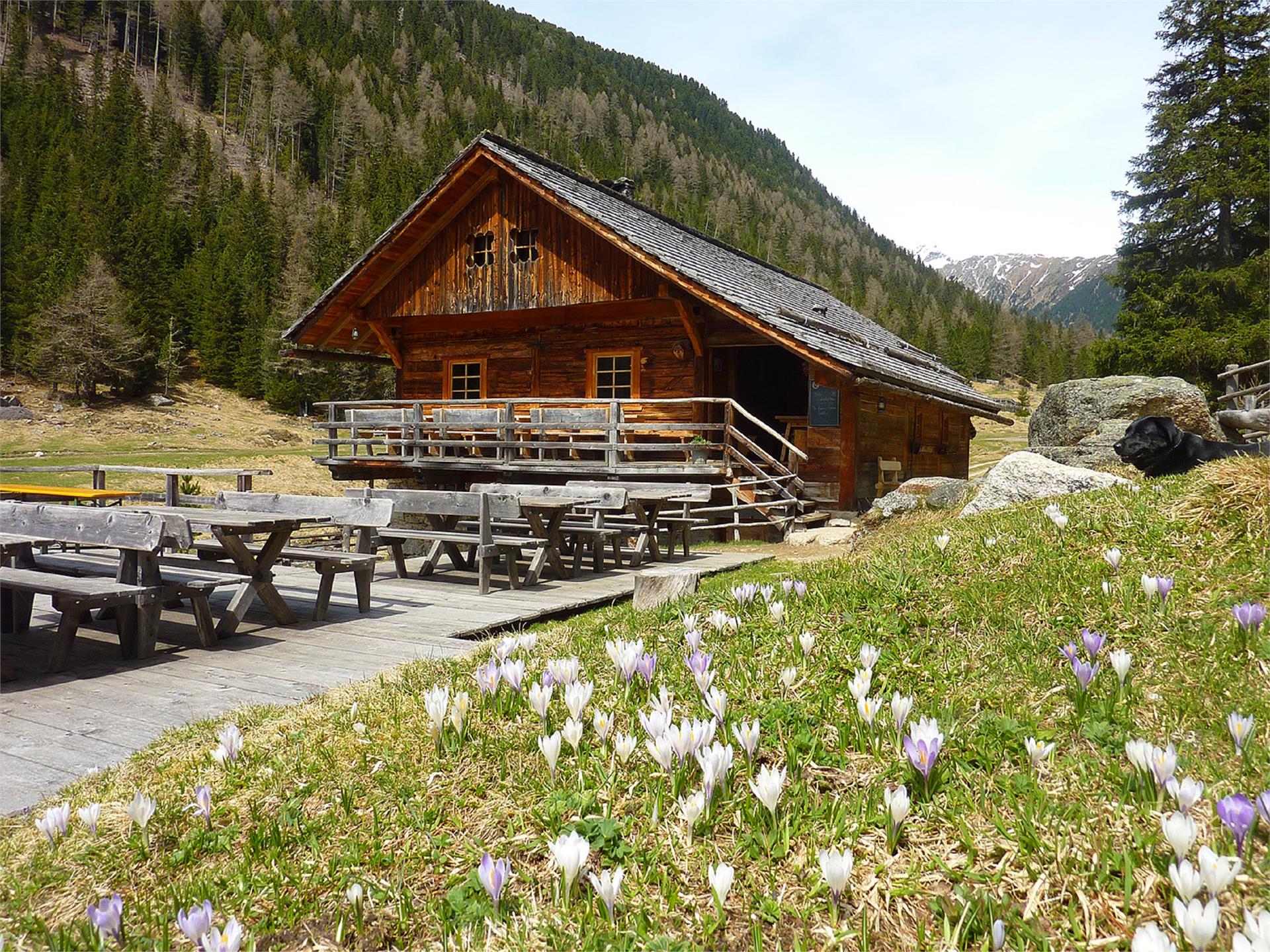 Lercher Alm Percha/Perca 2 suedtirol.info