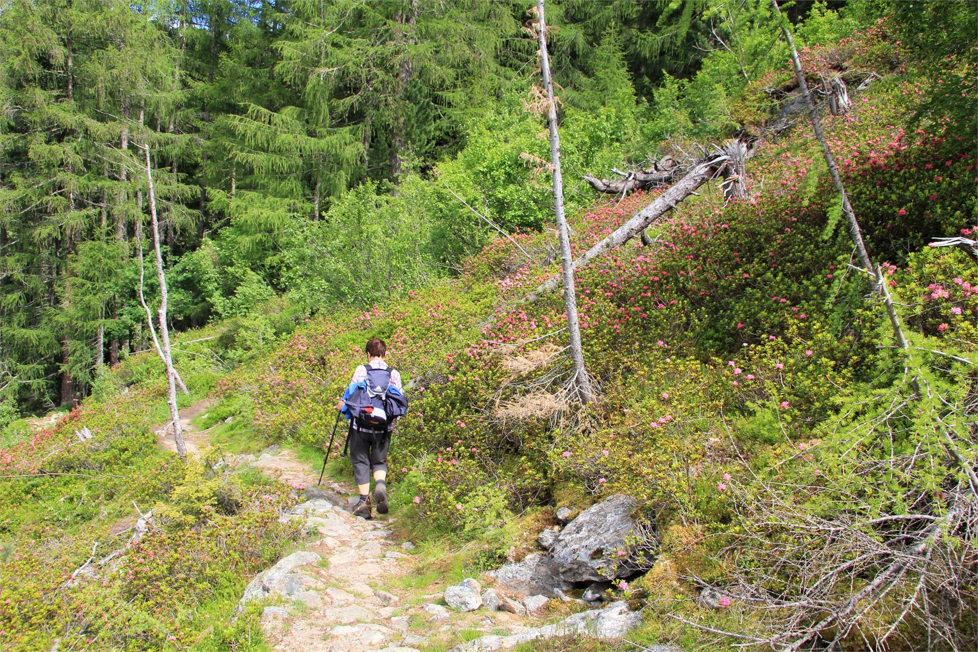 Malga Frantsch/Mausloch Naturno 3 suedtirol.info