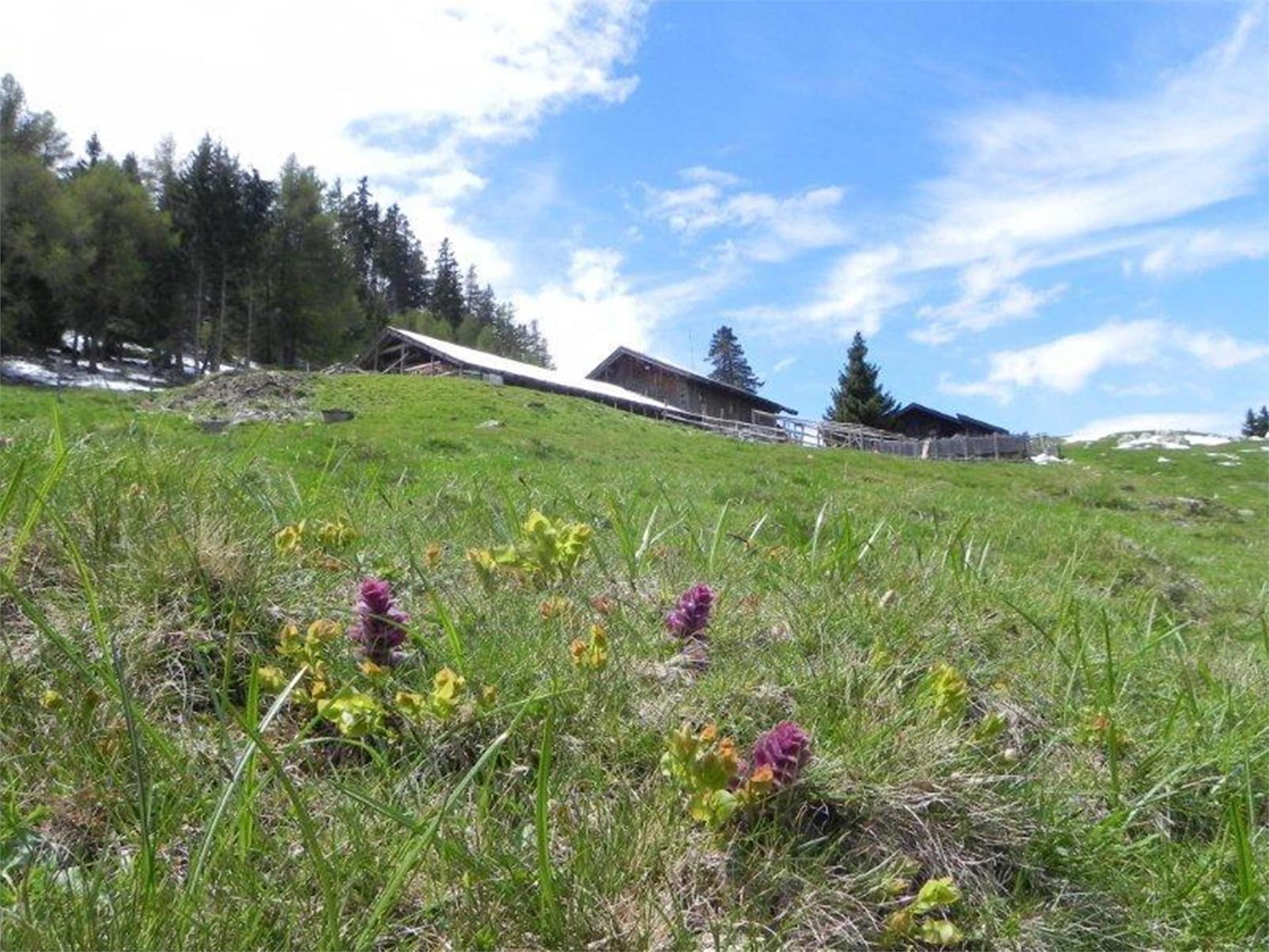 Marzoner Alm Kastelbell-Tschars 6 suedtirol.info
