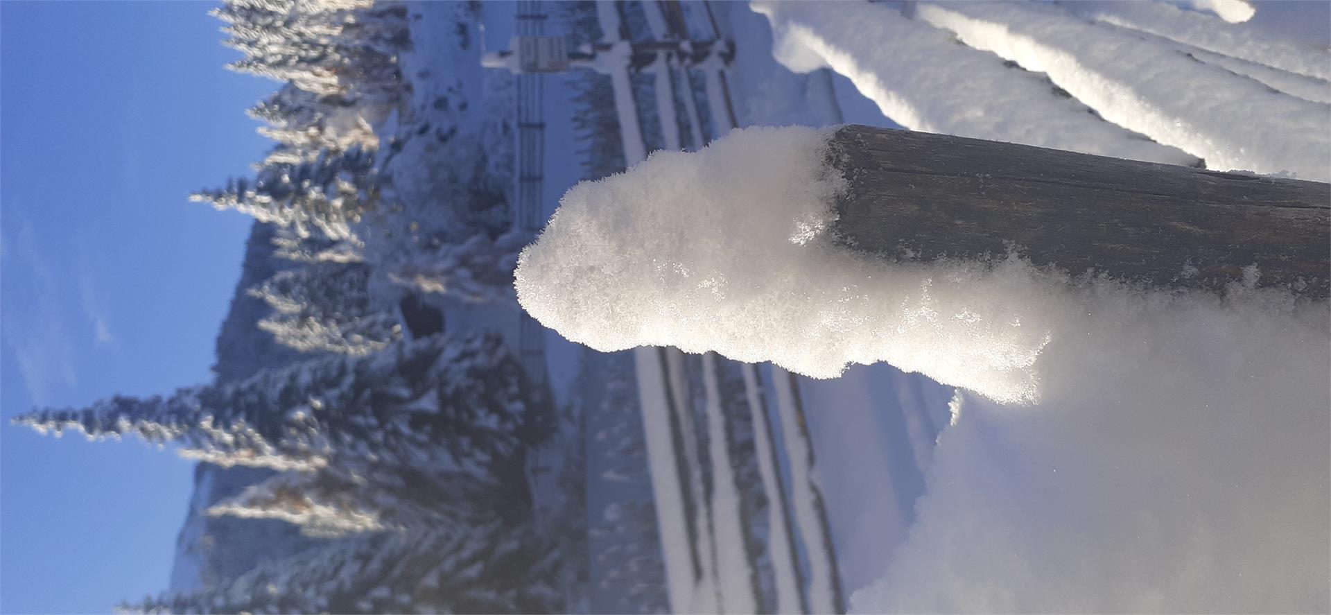 Neuhütt Alm Deutschnofen 4 suedtirol.info