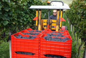 Weingut Pardellerhof Marling/Marlengo 1 suedtirol.info