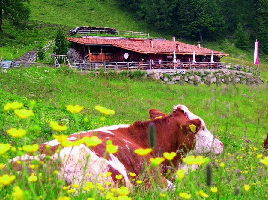 Pircher Alm Ahrntal 1 suedtirol.info