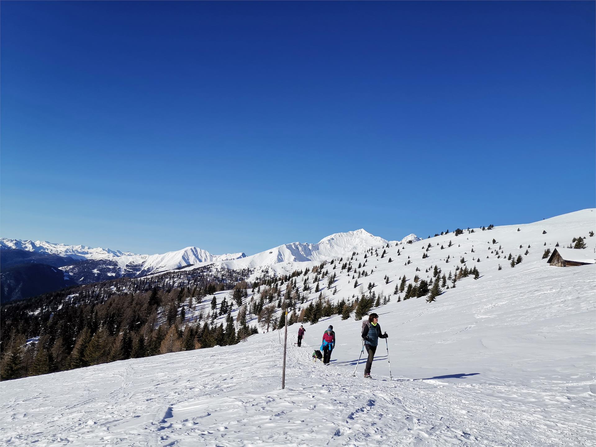 Pertinger Alm Terenten/Terento 9 suedtirol.info