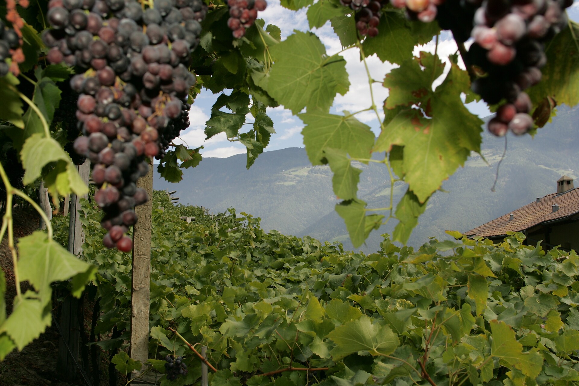 Vigna