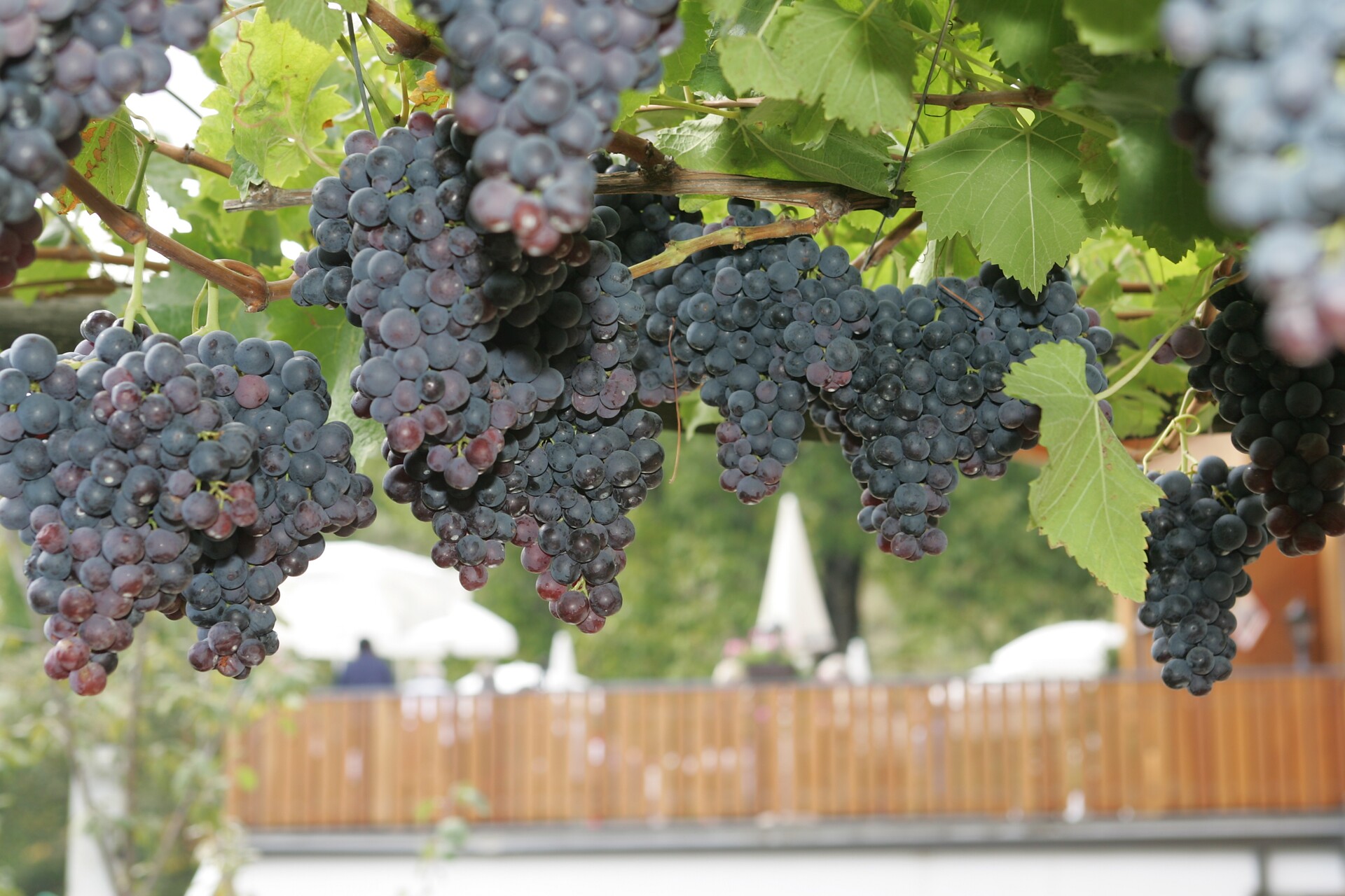Wine