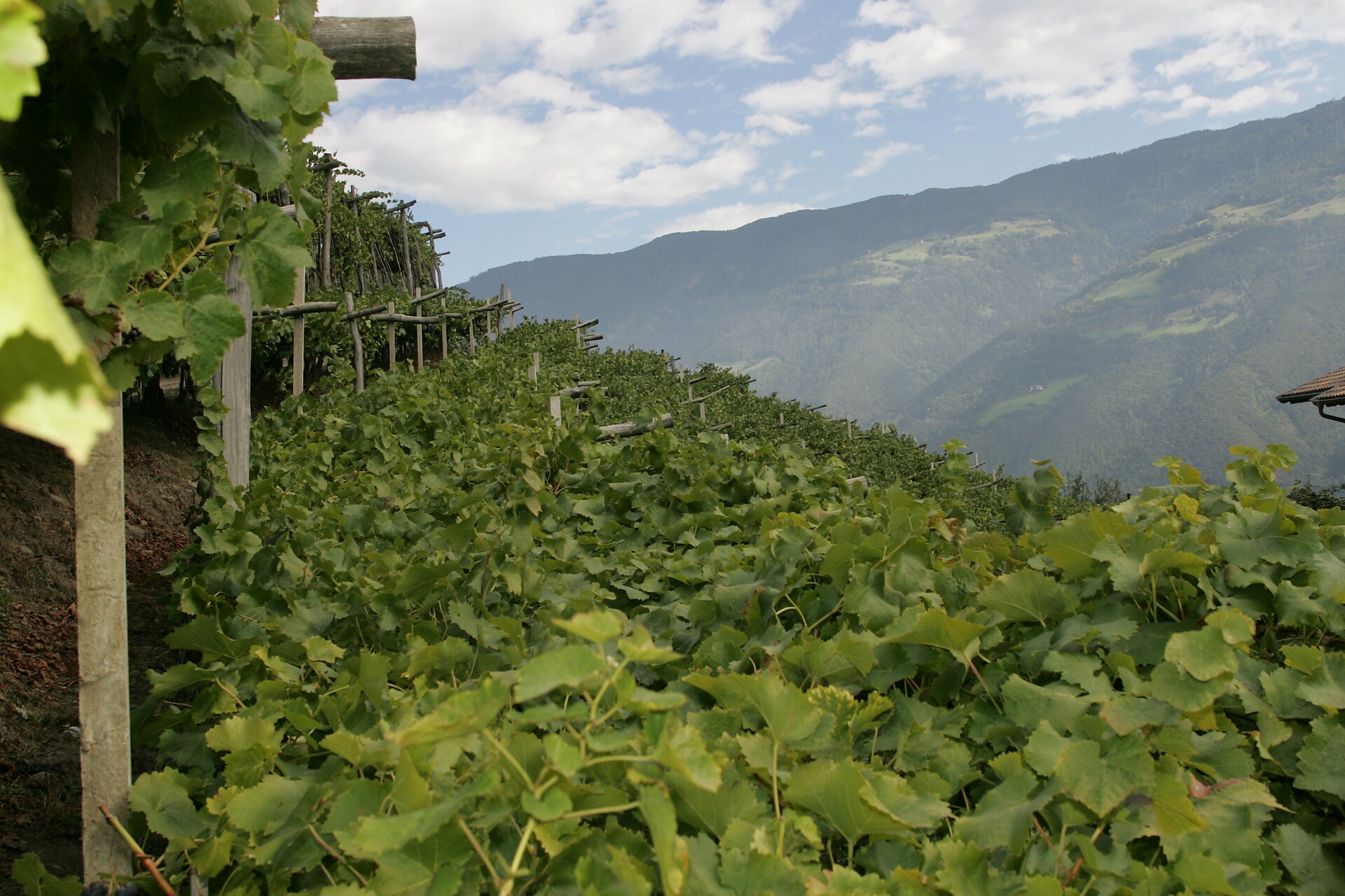 Vigna