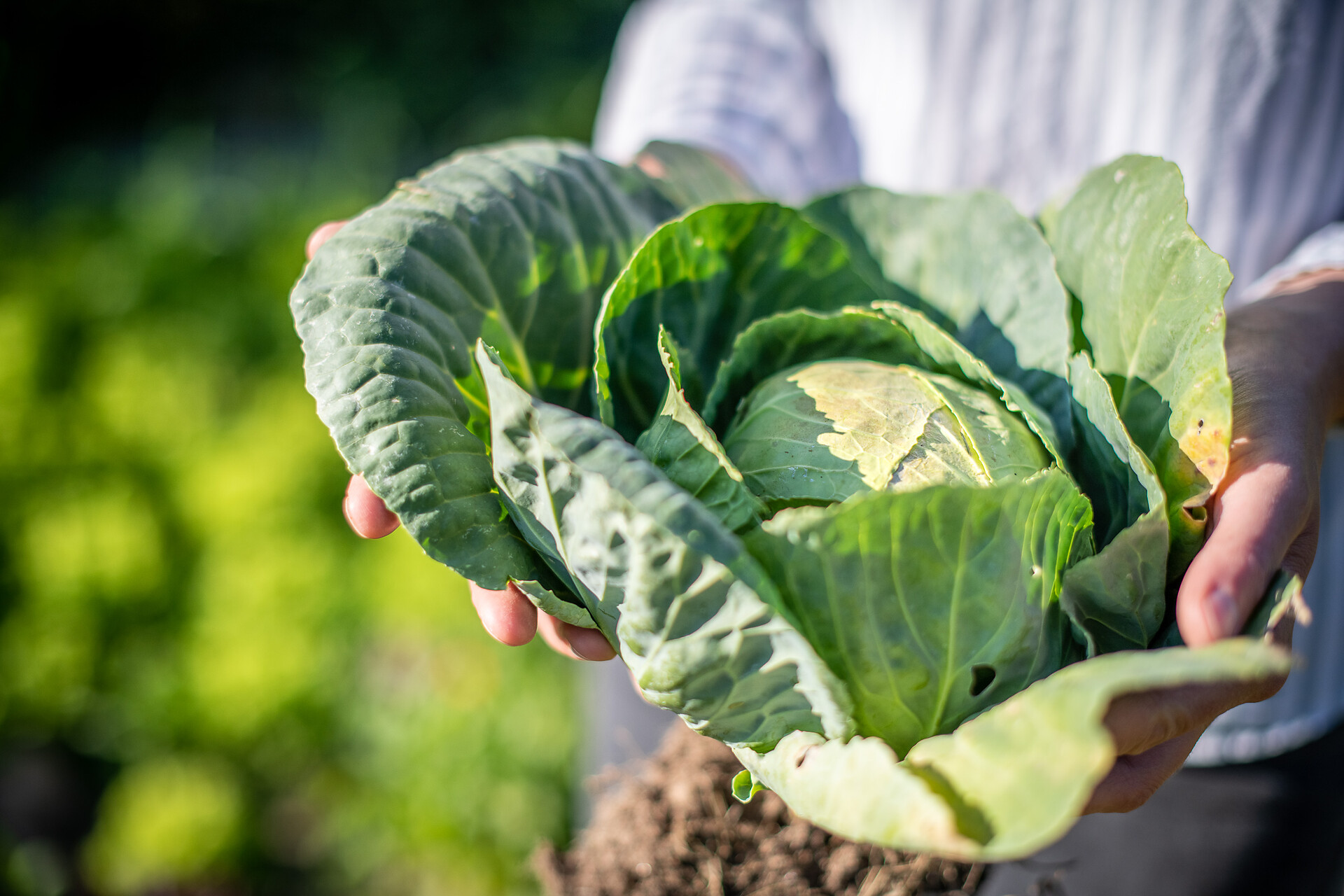Rösslhof Buschenschank - Alto Adige Wine Road - #5 - suedtirol.info