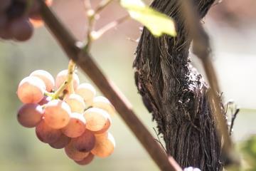 Schenk Italia - Alto Adige Wine Road - #1 - suedtirol.info