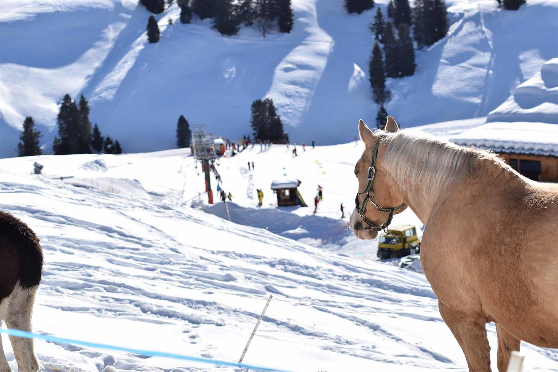 Schgaguler Schwaige Kastelruth 16 suedtirol.info