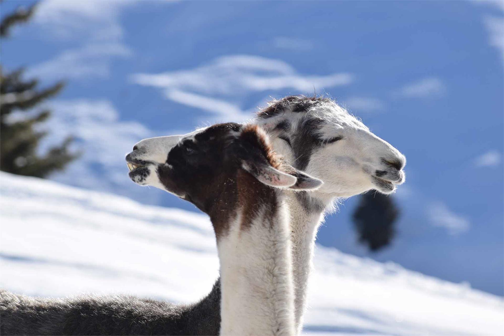 Schgaguler Schwaige Kastelruth 15 suedtirol.info