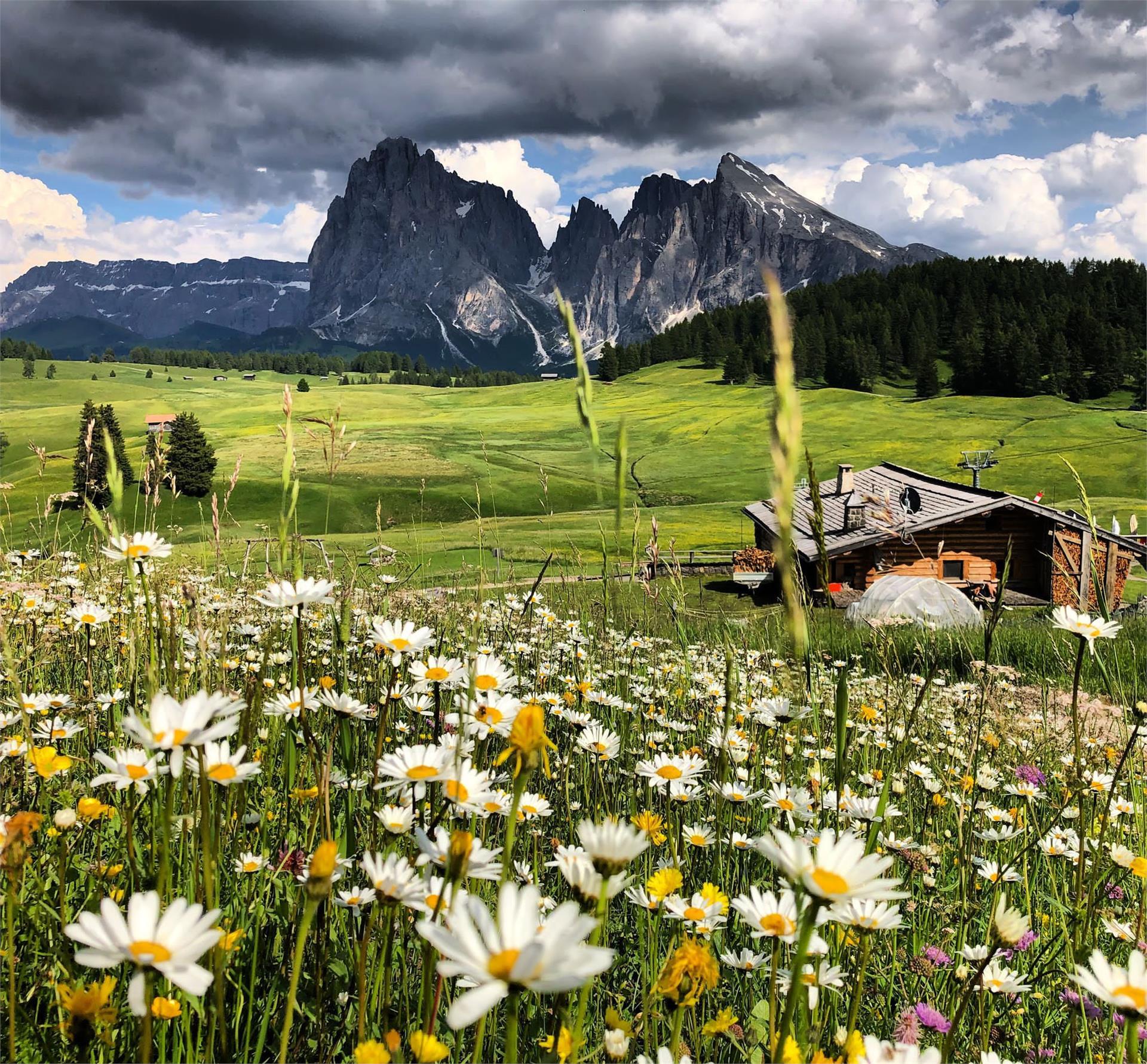 Sanonhütte Kastelruth/Castelrotto 3 suedtirol.info