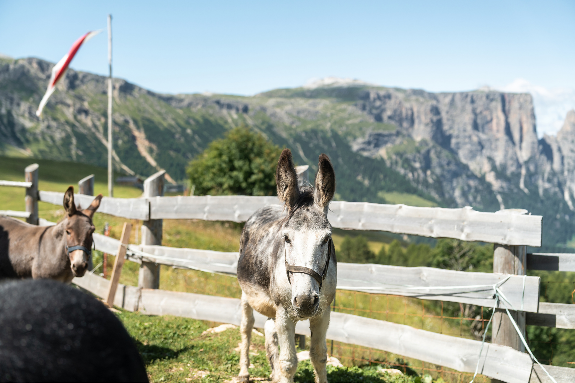 Malga Sattler Schwaige - Dolomites Region Seiser Alm - #2 - suedtirol.info