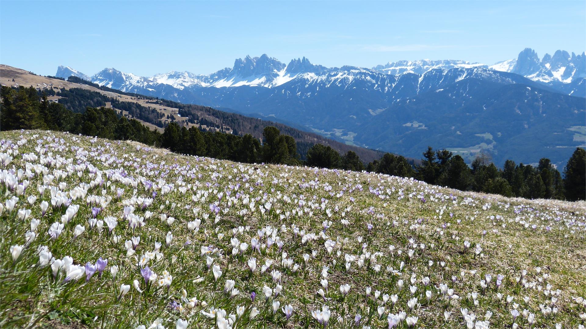 Schutzhütte Klausner Hütte Klausen 2 suedtirol.info