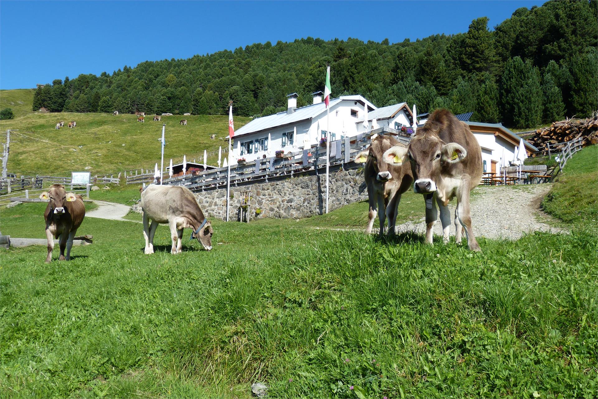 Schutzhütte Klausner Hütte Klausen 14 suedtirol.info
