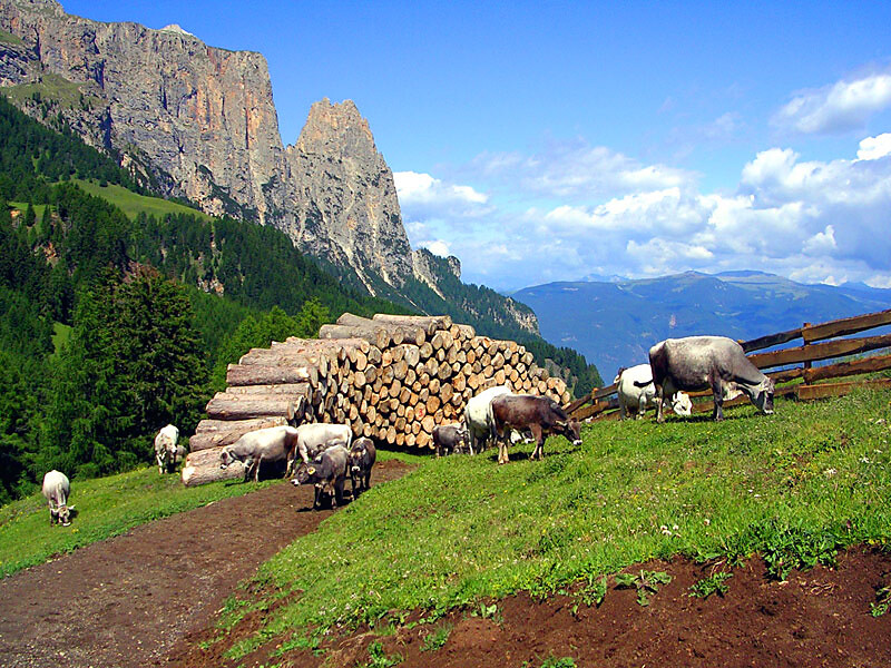 The cows at the Saltner mountain hut in Tschapit