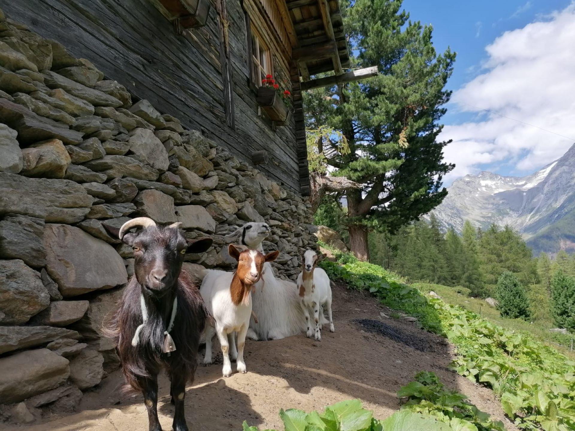Tischleralm hut Ahrntal/Valle Aurina 6 suedtirol.info