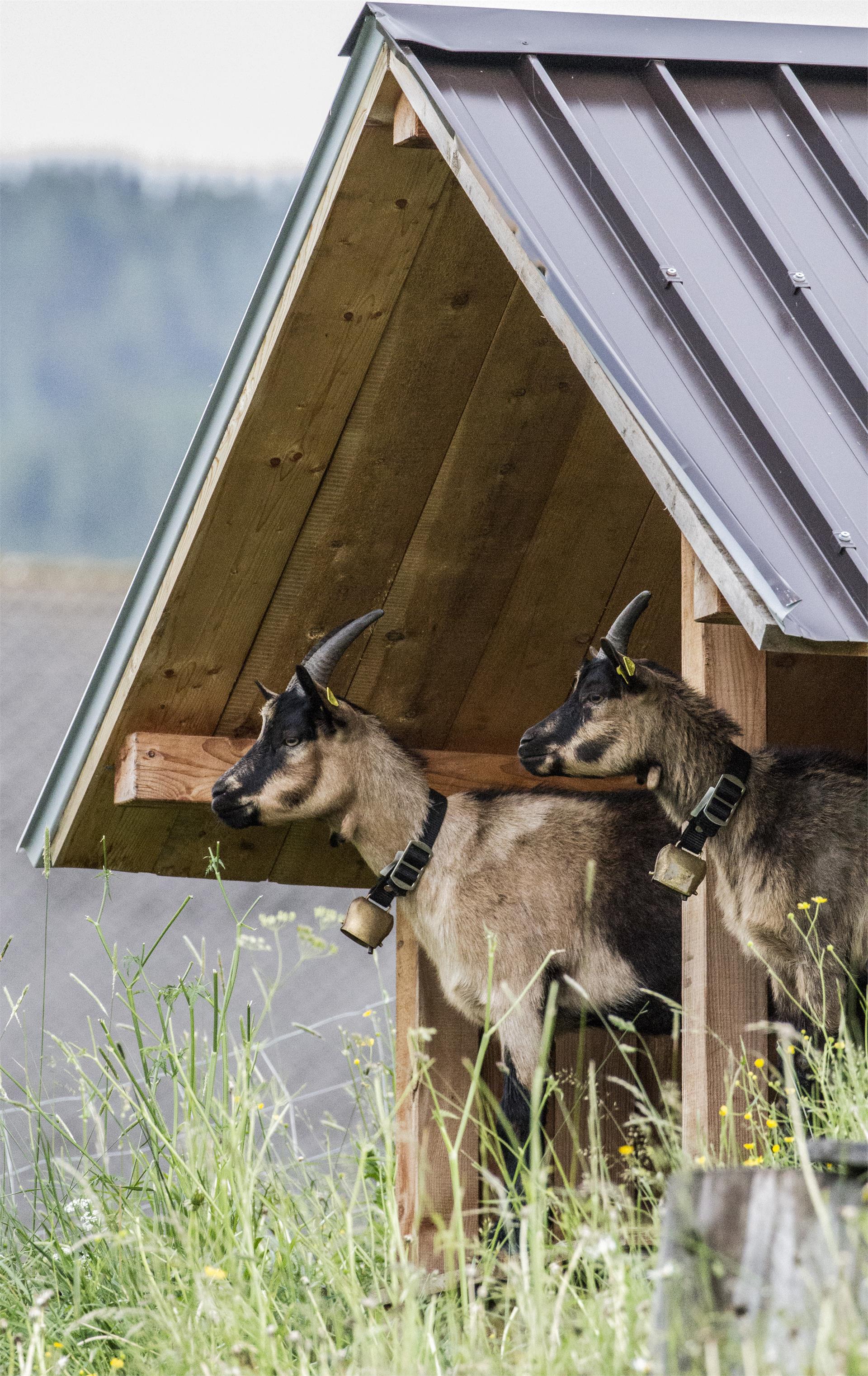 Ütia Paraciora Badia 7 suedtirol.info