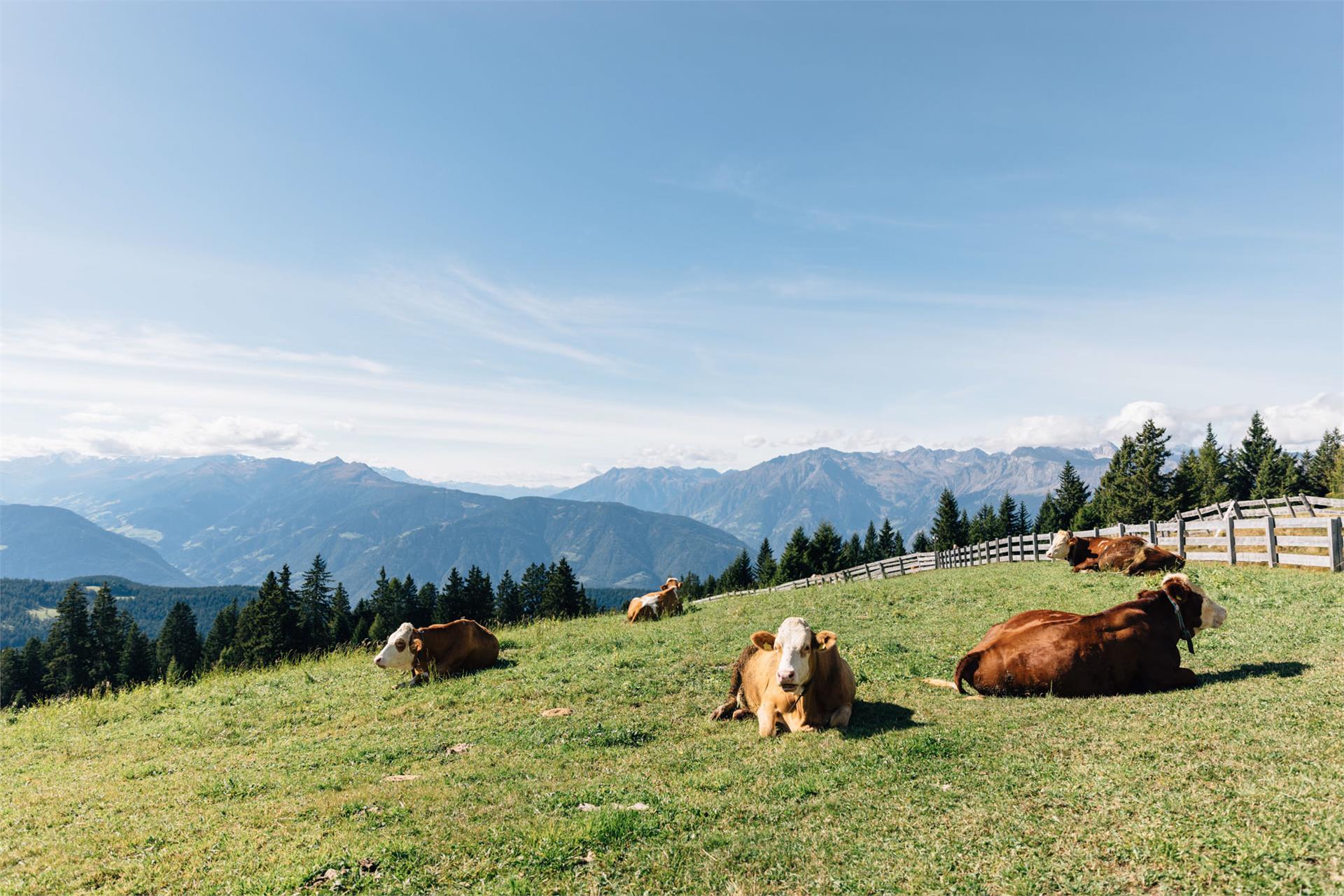 Vöraner Alm Vöran 4 suedtirol.info