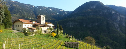 Maso Thaler Winery Montan/Montagna 1 suedtirol.info