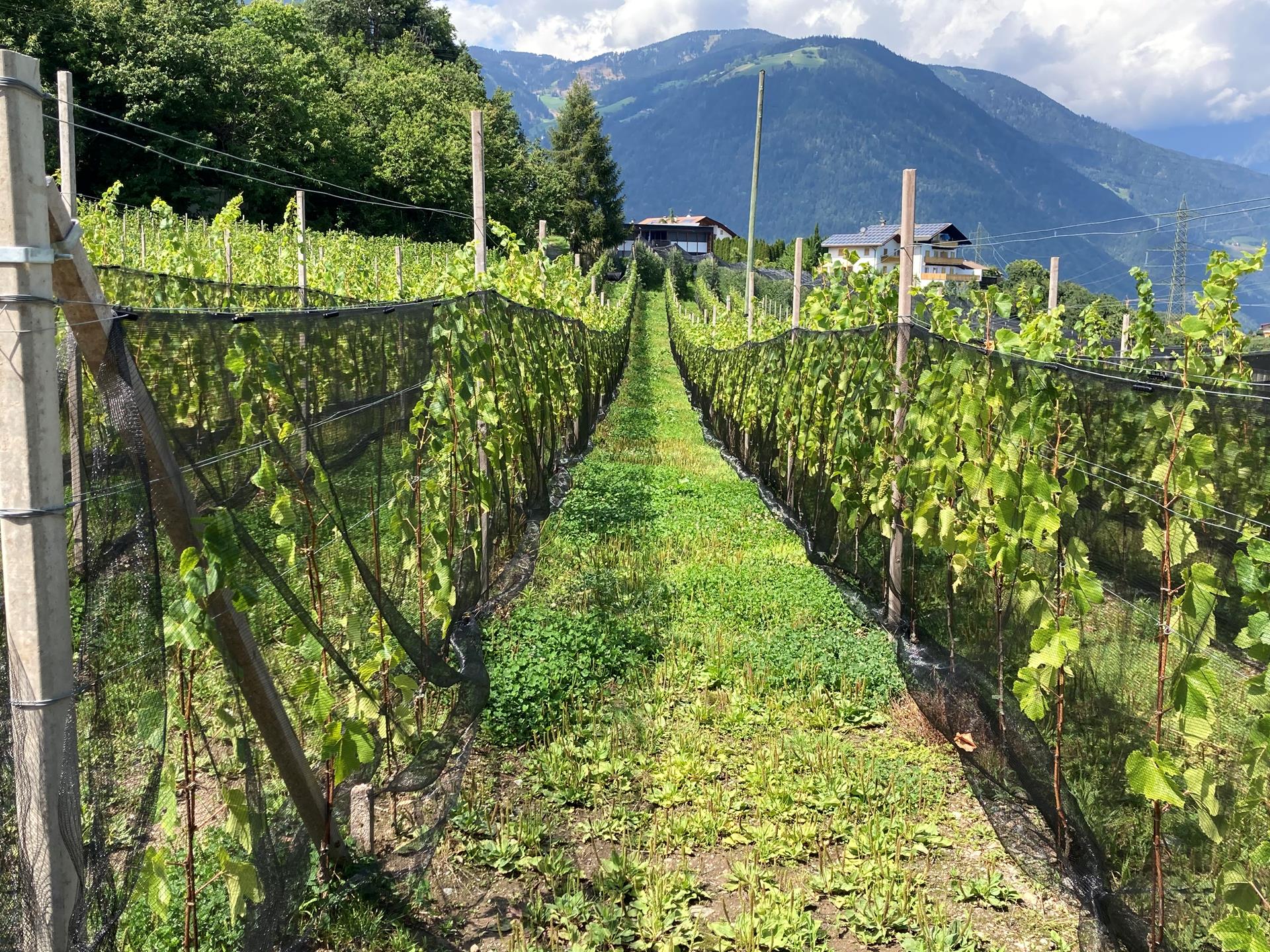 Weingut Wieserhof -  - #1 - suedtirol.info