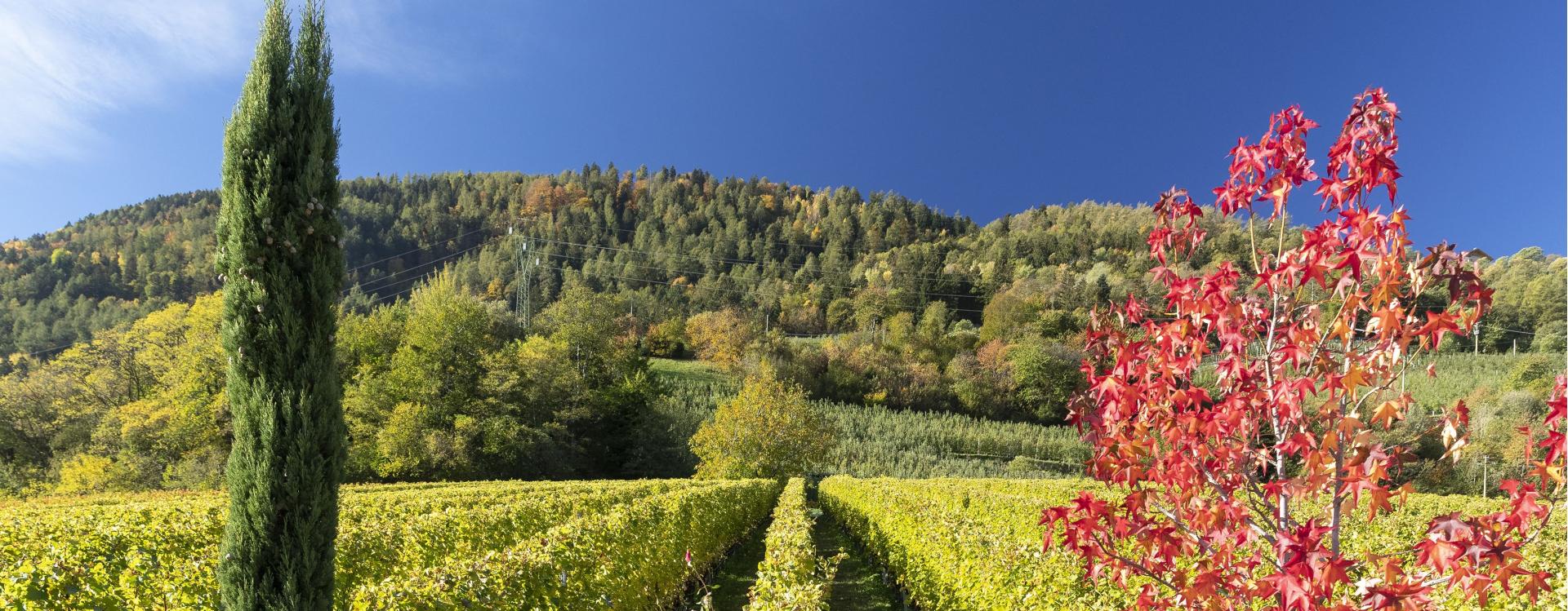 Ploner Winery Marling/Marlengo 1 suedtirol.info