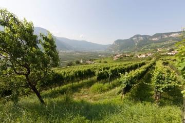 Baron Widmann Winery Kurtatsch an der Weinstraße/Cortaccia sulla Strada del Vino 1 suedtirol.info