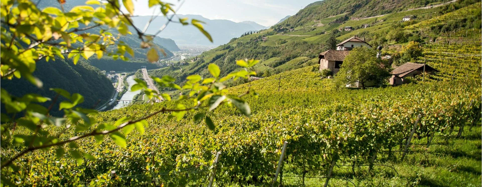 Weingut in der Eben Bolzano/Bozen 1 suedtirol.info