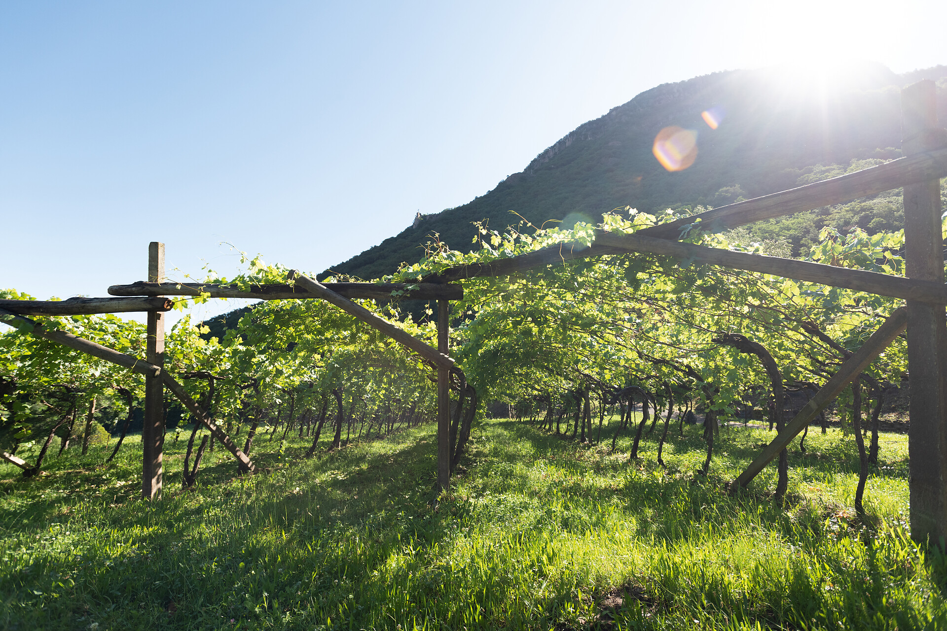 Tenuta H. Lentsch