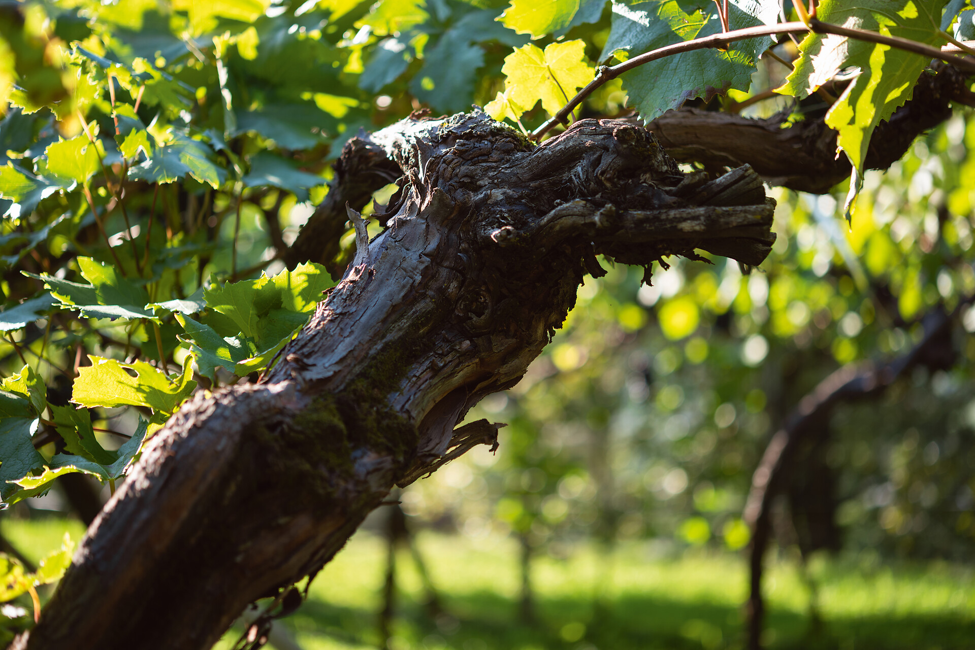 Tenuta H. Lentsch