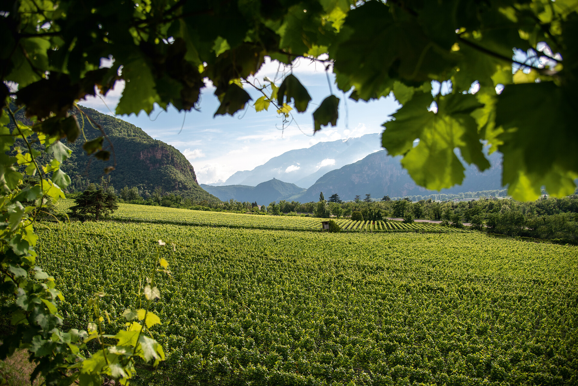 Tenuta H. Lentsch