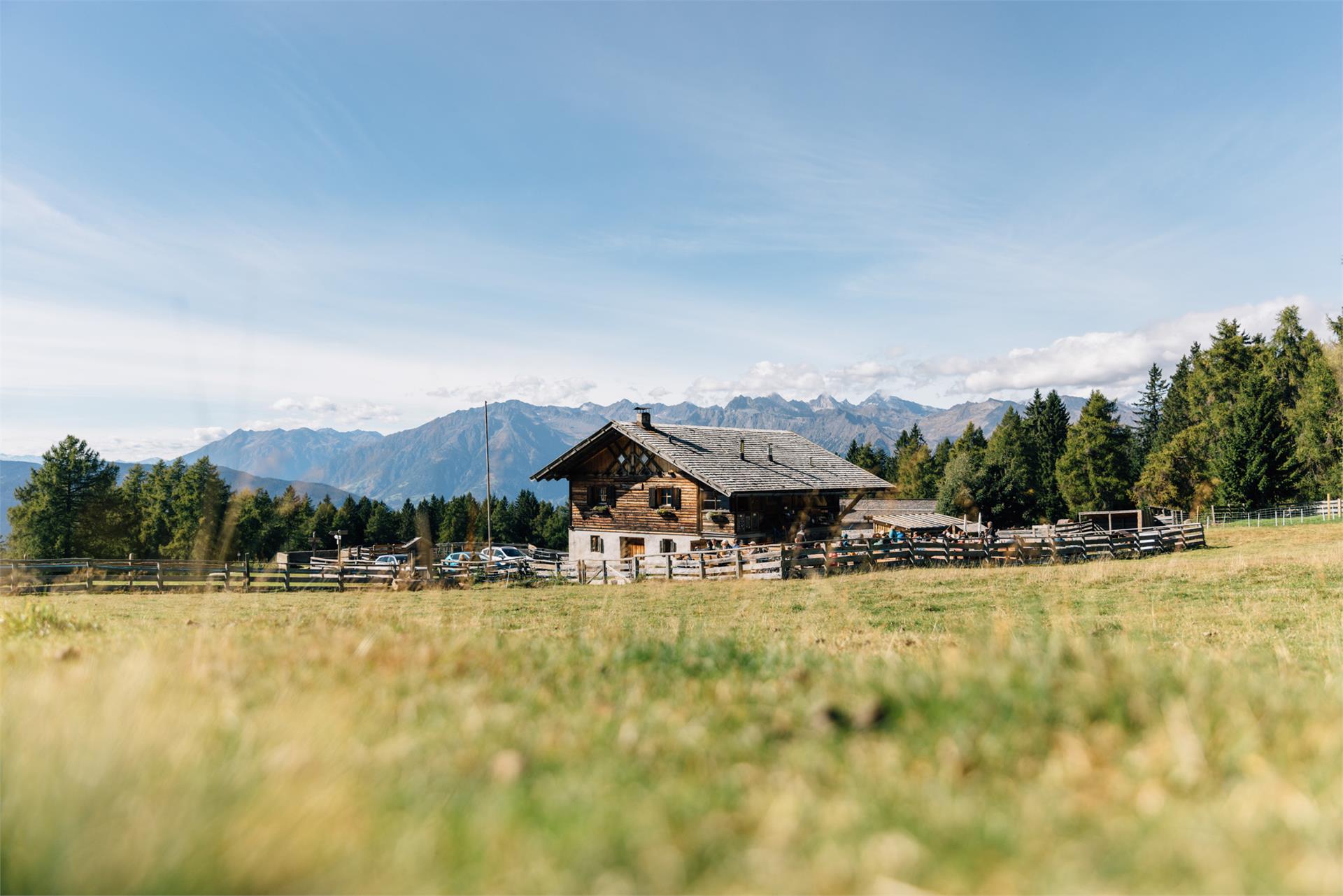 Malga Wurzer Alm Avelengo 1 suedtirol.info