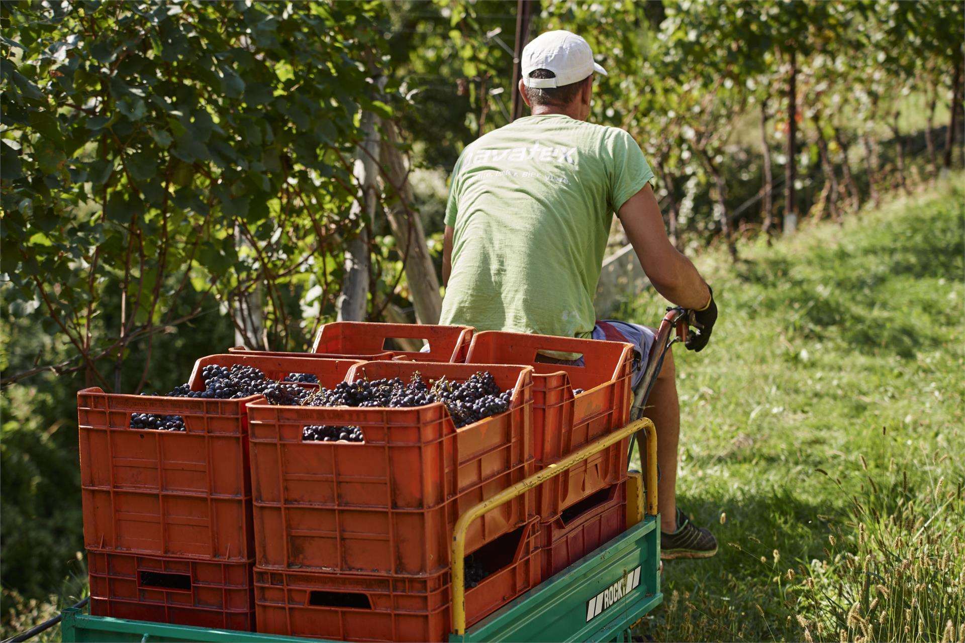 Weingut Lentsch Eppan an der Weinstraße 4 suedtirol.info