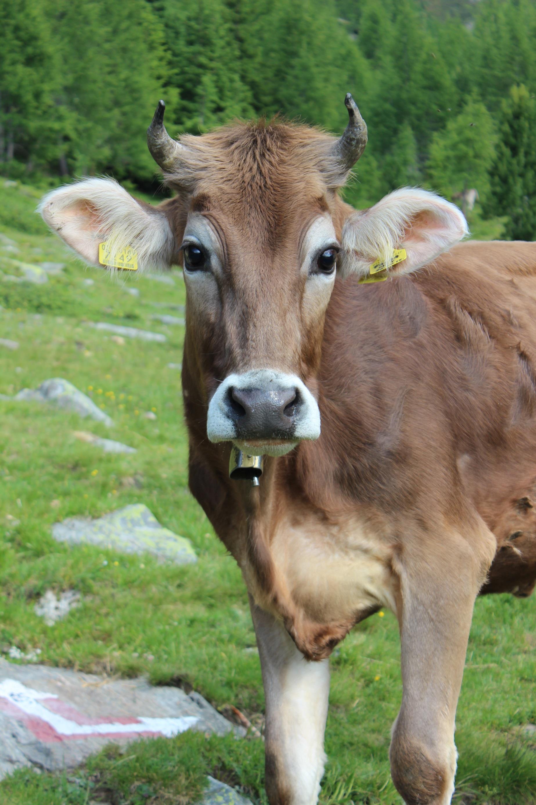 Zetnalm Naturns 7 suedtirol.info