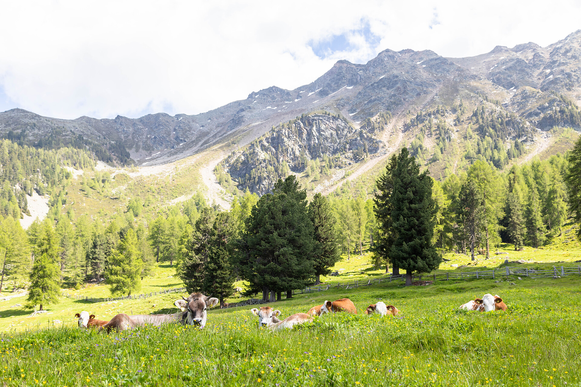 Zetnalm - Meran/Merano and environs - #4 - suedtirol.info